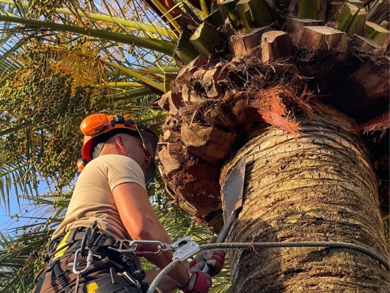 poda de palmeras en Córdoba