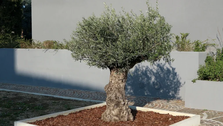 Diseño de jardines con olivos en Córdoba